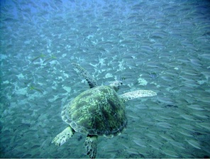 A advocacia na área ambiental